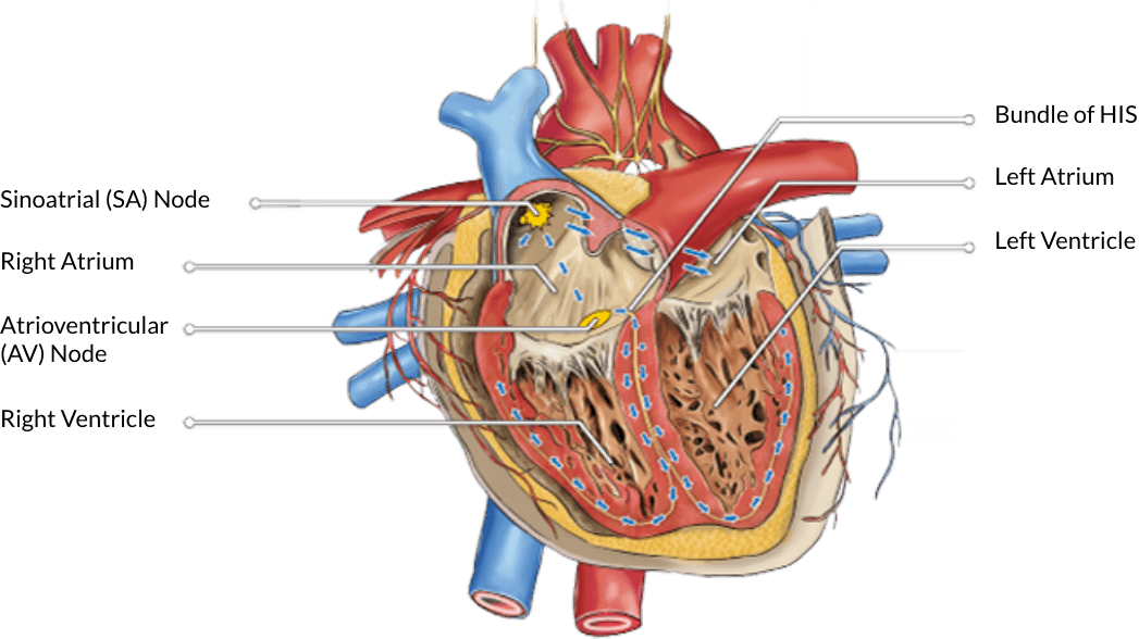 Heart Diagram with labels of the Sinoatrial (SA) Node, Atrioventricular (AV) Node, the Left and Right Ventricles, the Bundle of HIS, and the Left and Right Atriums.